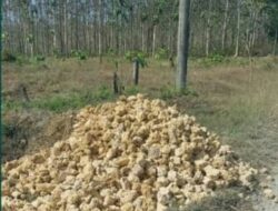 Pakai Batu Lempung, Proyek Jalan di Desa Kumpulrejo Dihentikan