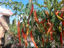 Curah Hujan Tinggi, Petani Cabai Bojonegoro Rugi Besar