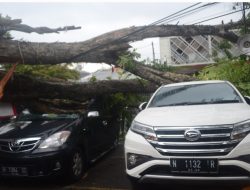 Hujan Disertai Angin Kencang, Tiga Mobil Jadi Korban Angsana Tumbang