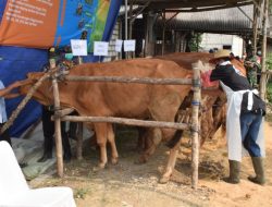 Lamongan Pastikan Ketersediaan Daging Sapi Aman Jelang Ramadan dan Lebaran