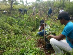 Prihatin Hutan Gundul, KTH Wonojoyo Tanam 1.500 Pohon Alpukat di KPS Watu Jonggol