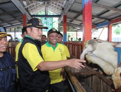 Tunggu Selama Tiga Tahun, Kambing Perah Unggul Jadi Ikon Desa Berdaya Plosowahyu