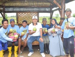 Pertama di Lamongan, Kebun Jambu Diamond-Kristal di Tikung Siap Dipanen