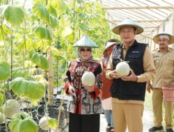 Green House Kis Fruit Desa Medalem, Dukung Ketahanan Pangan Lamongan