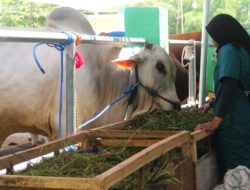 Kontes dan Pameran Ternak, Peternak Bojonegoro Tampilkan 140 Sapi Terbaik