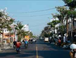 Warga Bayangkan Negeri Sakura, Bojonegoro Percantik Kota melalui Tabebuya dan Pule
