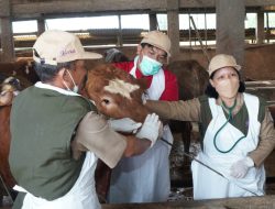 Sambut Idul Adha 1445 H., Ketersediaan-Kesehatan Hewan di Lamongan Aman