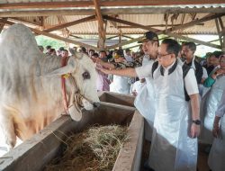 Permintaan Meningkat, Presiden Joko Widodo Pesan Sapi Kurban di Lamongan