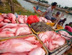 Kadin Perikanan: Angka Konsumsi Ikan Lamongan Tahun 2023 Meningkat Tajam