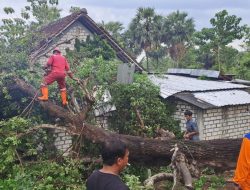 Diterjang Puting Beliung, 24 Rumah Warga Desa Tunah, Semanding, Rusak