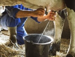 Soal Rencana Pemerintah Impor Sapi, Pakar Ekonomi Khawatir Ganggu Peternak Lokal