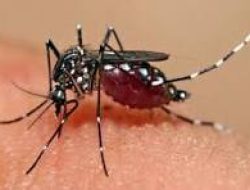 DBD di Tuban Naik, 9 Meninggal, Dinas Kesehatan Imbau Warga Waspada