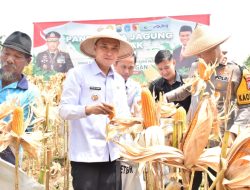 Dukung Swasembada Pangan dengan Penanaman Jagung di Lahan Tidur