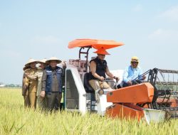 Jelang Ramadan, Stok Beras di Lamongan Aman, bahkan Berlebih