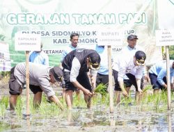 Bupati Yuhronur Ikut Tanam Padi MT II untuk Wujudkan Target LTT