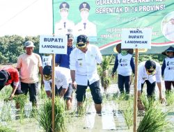 Tanam Padi Serentak, Bupati Lamongan Pastikan Ketersediaan Pupuk Aman