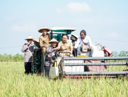 Panen Raya Musim Tanam Kedua Harga Gabah di Lamongan Lampaui HPP