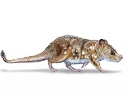 Ditemukan Fosil Mamalia Seukuran Tikus Berusia 74 Juta Tahun di Chili