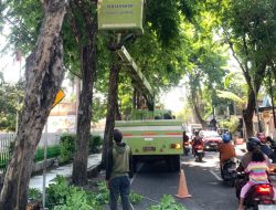 Musim Hujan, Pohon Rawan Tumbang, Lamongan Percantik Kota