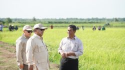 Cadangan Beras Tembus 5 Juta Ton, DPR: Bukti Negara Serius Urus Pangan