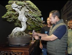 Gelar Pemeran dan Kontes Bonsai Nasional, Lamongan Diapresiasi
