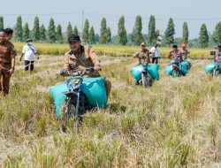 Sukses Panen Raya Padi MT II, Petani Truni Siap Lakukan MT III